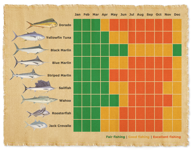 Cabo San Lucas Fishing Calendar All About Fishing