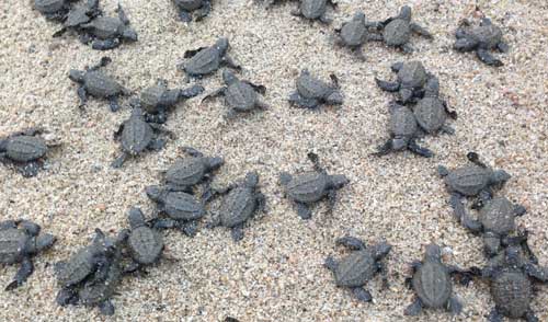 East Cape Turtle Release Program